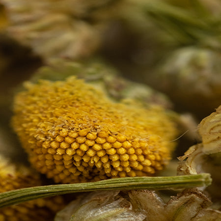 Kamilleblomst (Chamomile flower), hel